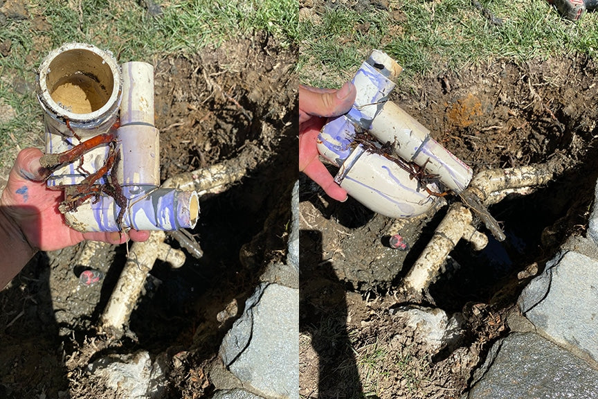 root damage